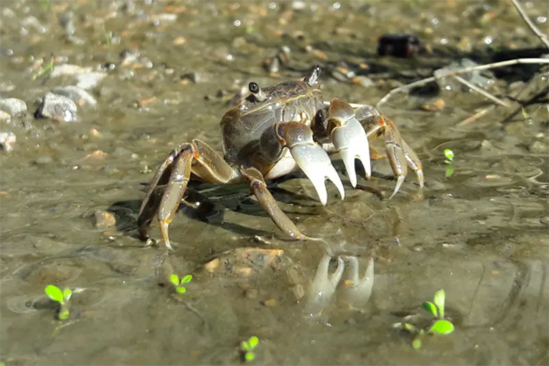 crustaceos